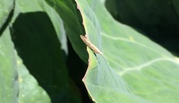 IPM in Field Vegetables